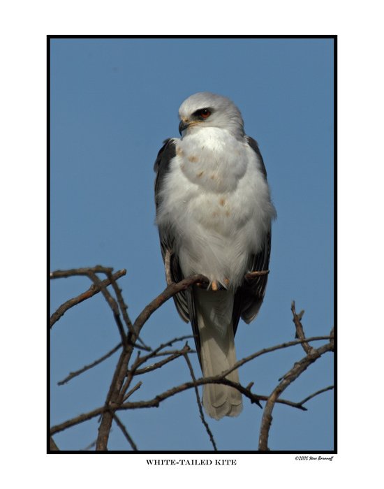 2310 white-tailed kite.jpg